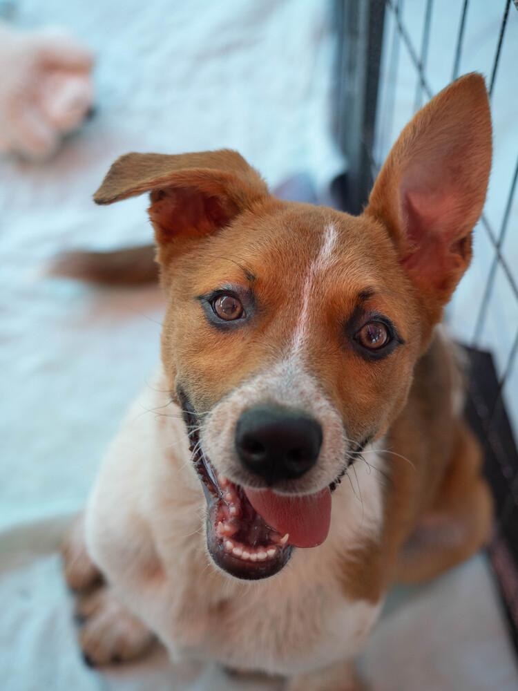 AAD New Arrival! Ruth - 26112, a Adoptable mixed breed in Armonk, NY image 2/5