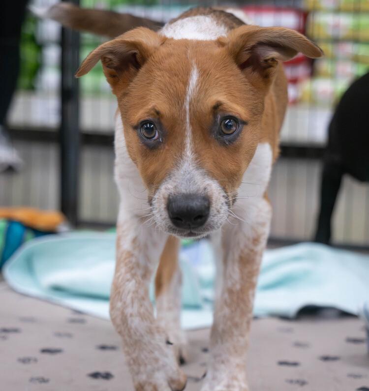 AAD New Arrival! Ruth - 26112, a Adoptable mixed breed in Armonk, NY image 3/5