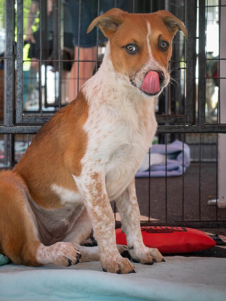 AAD New Arrival! Ruth - 26112, a Adoptable mixed breed in Armonk, NY image 4/5