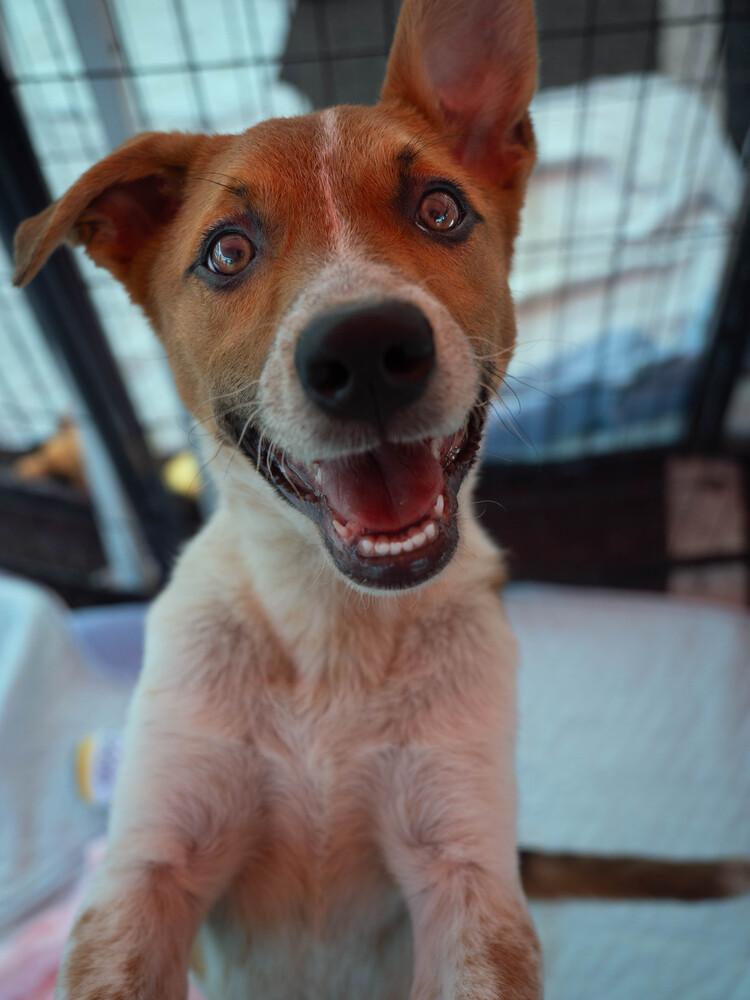 AAD New Arrival! Ruth - 26112, a Adoptable mixed breed in Armonk, NY image 5/5