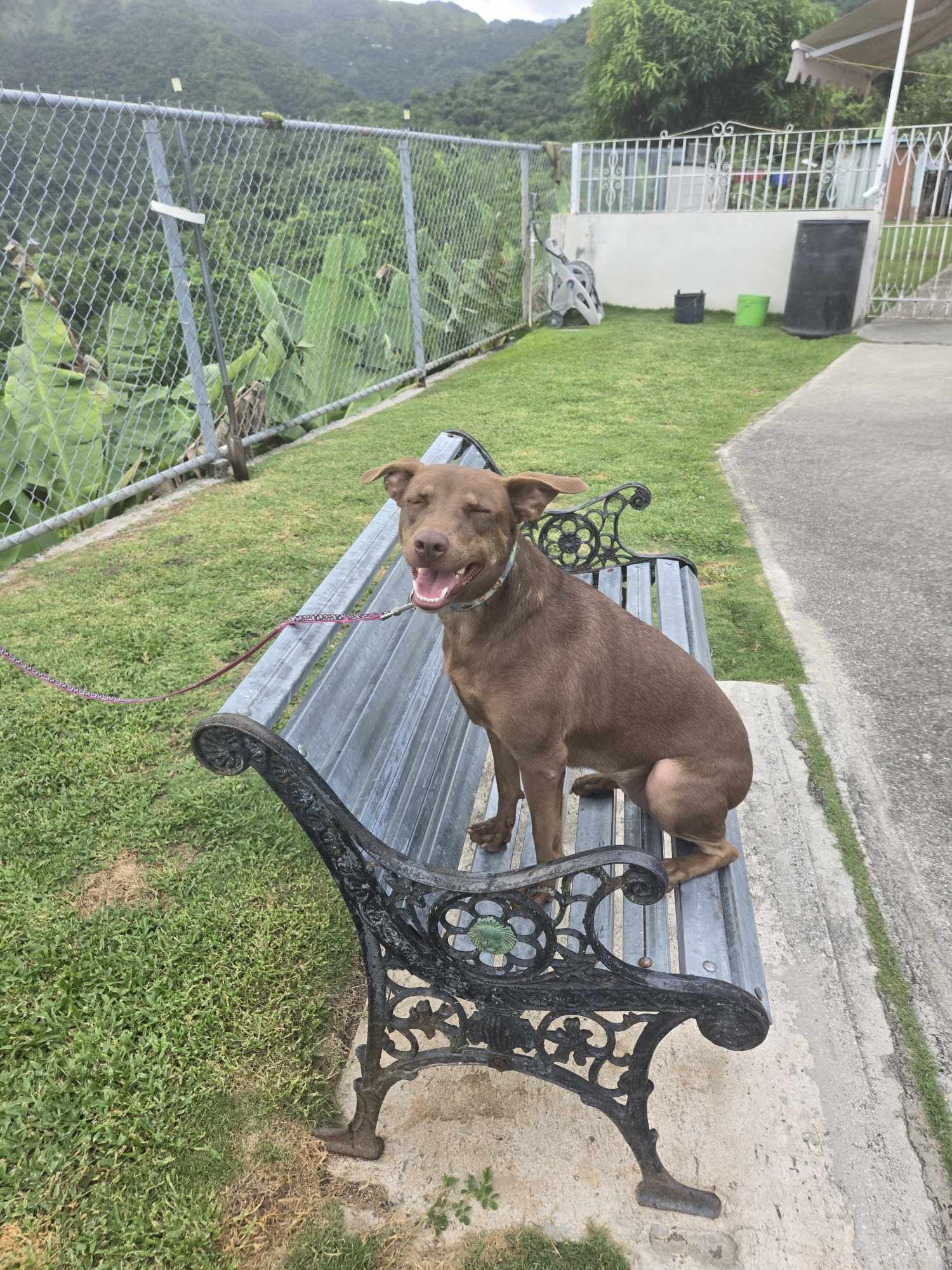 Cinnamon, Baby Female Labrador Retriever