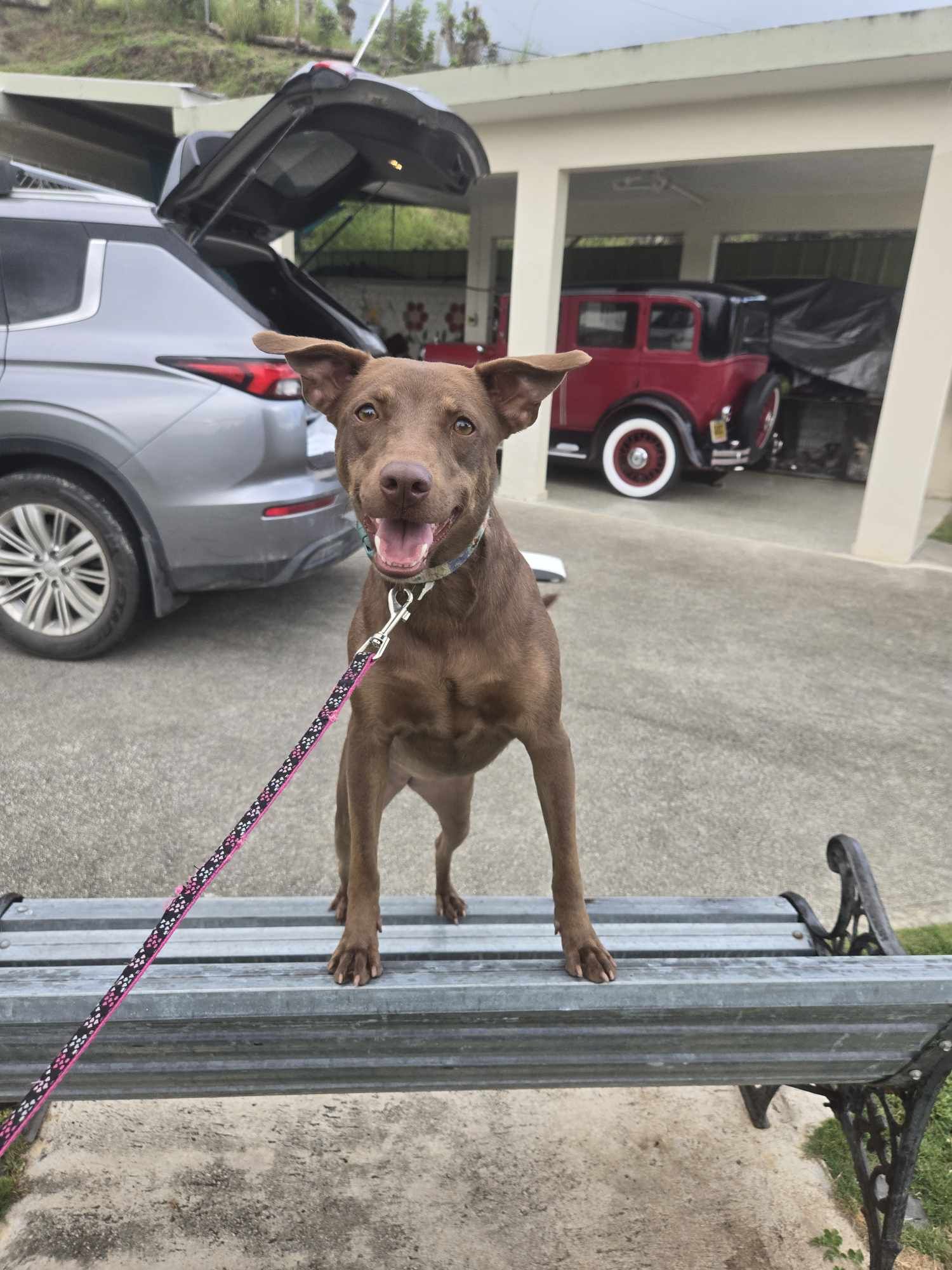 Cinnamon, a Adoptable mixed breed in Huntington, NY image 2/5