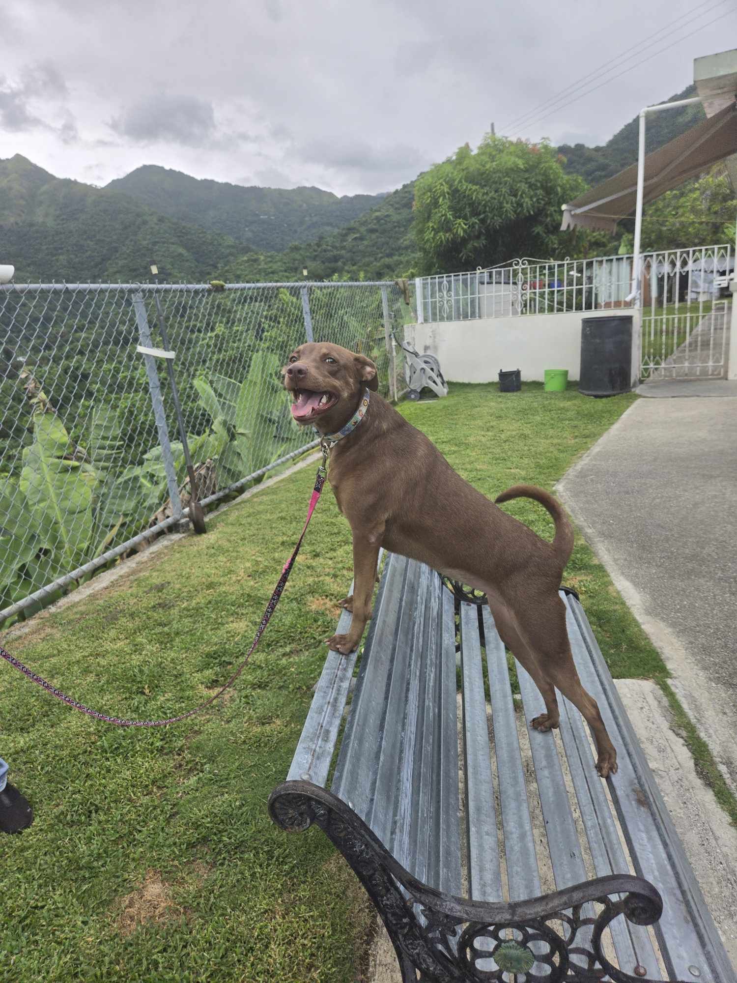 Cinnamon, a Adoptable mixed breed in Huntington, NY image 3/5