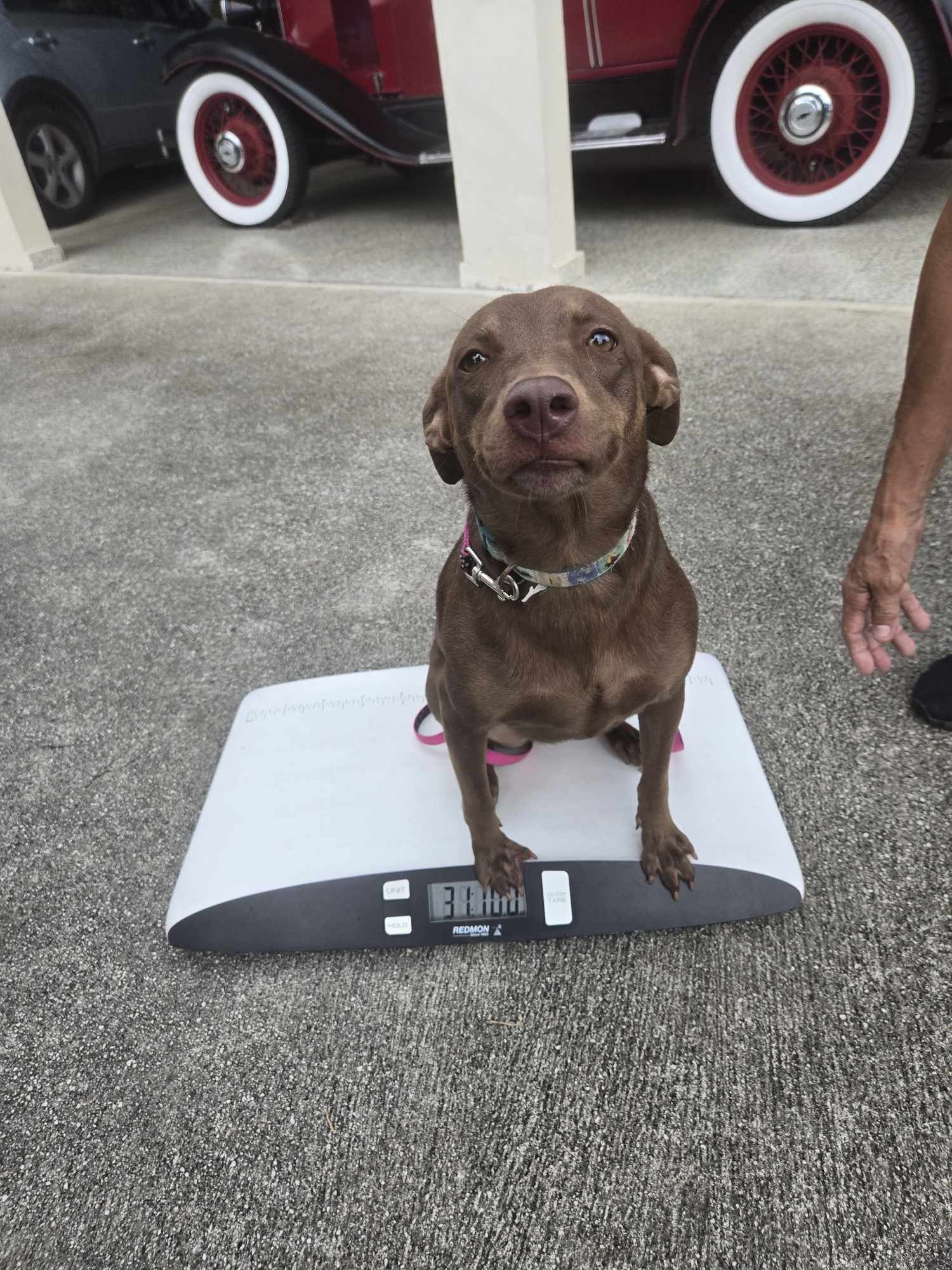 Cinnamon, a Adoptable mixed breed in Huntington, NY image 4/5