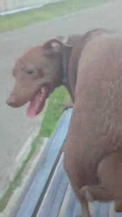 Enlarge Cinnamon, a Adoptable mixed breed in Huntington, NY video 5/5