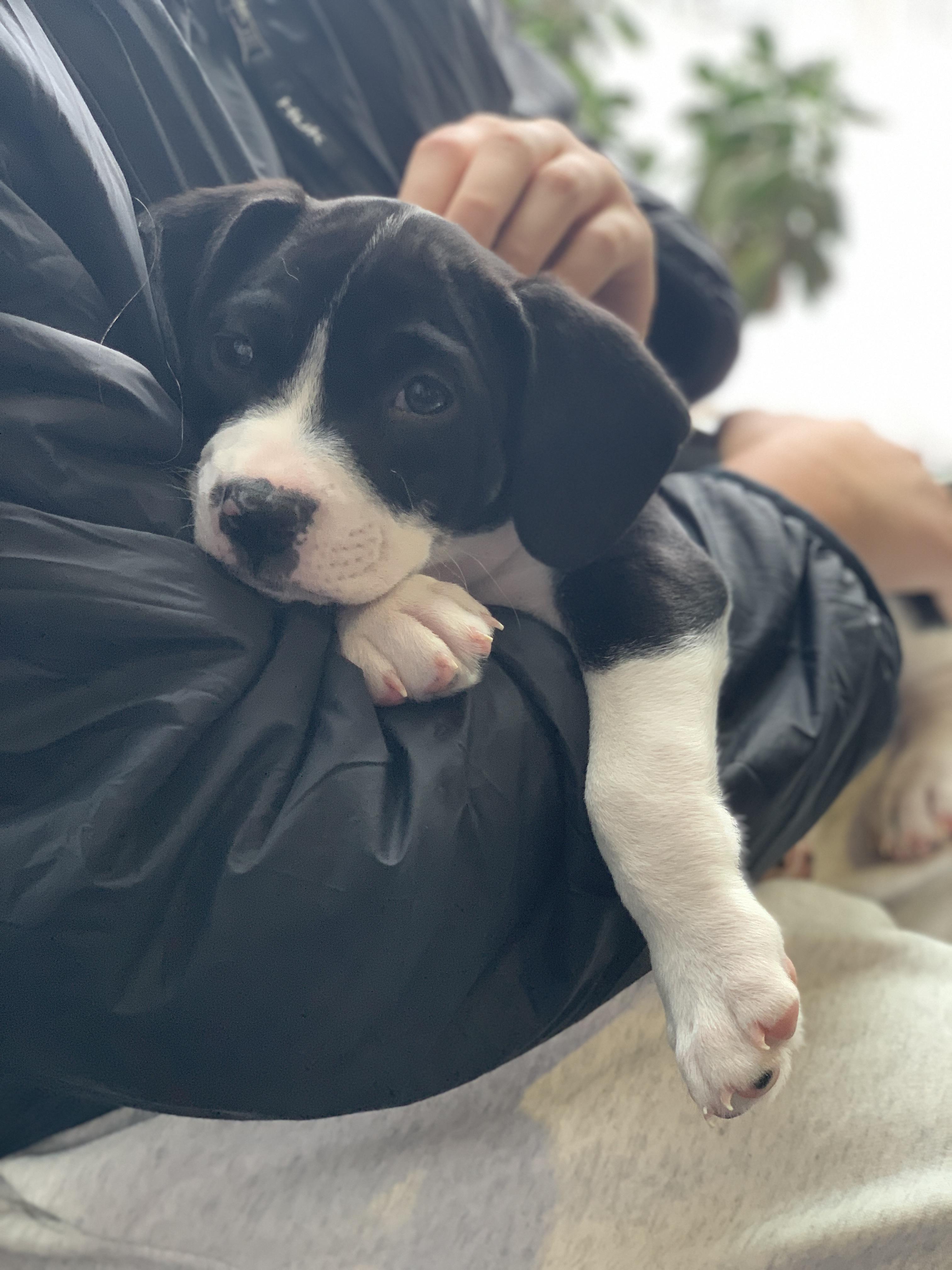 Enlarge Enzo, a Adoptable mixed breed in Minneapolis, MN image 2/6