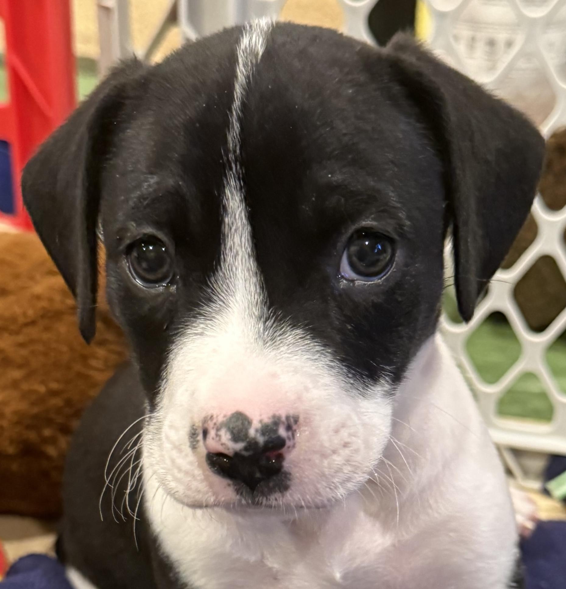 Enlarge Enzo, a Adoptable mixed breed in Minneapolis, MN image 4/6