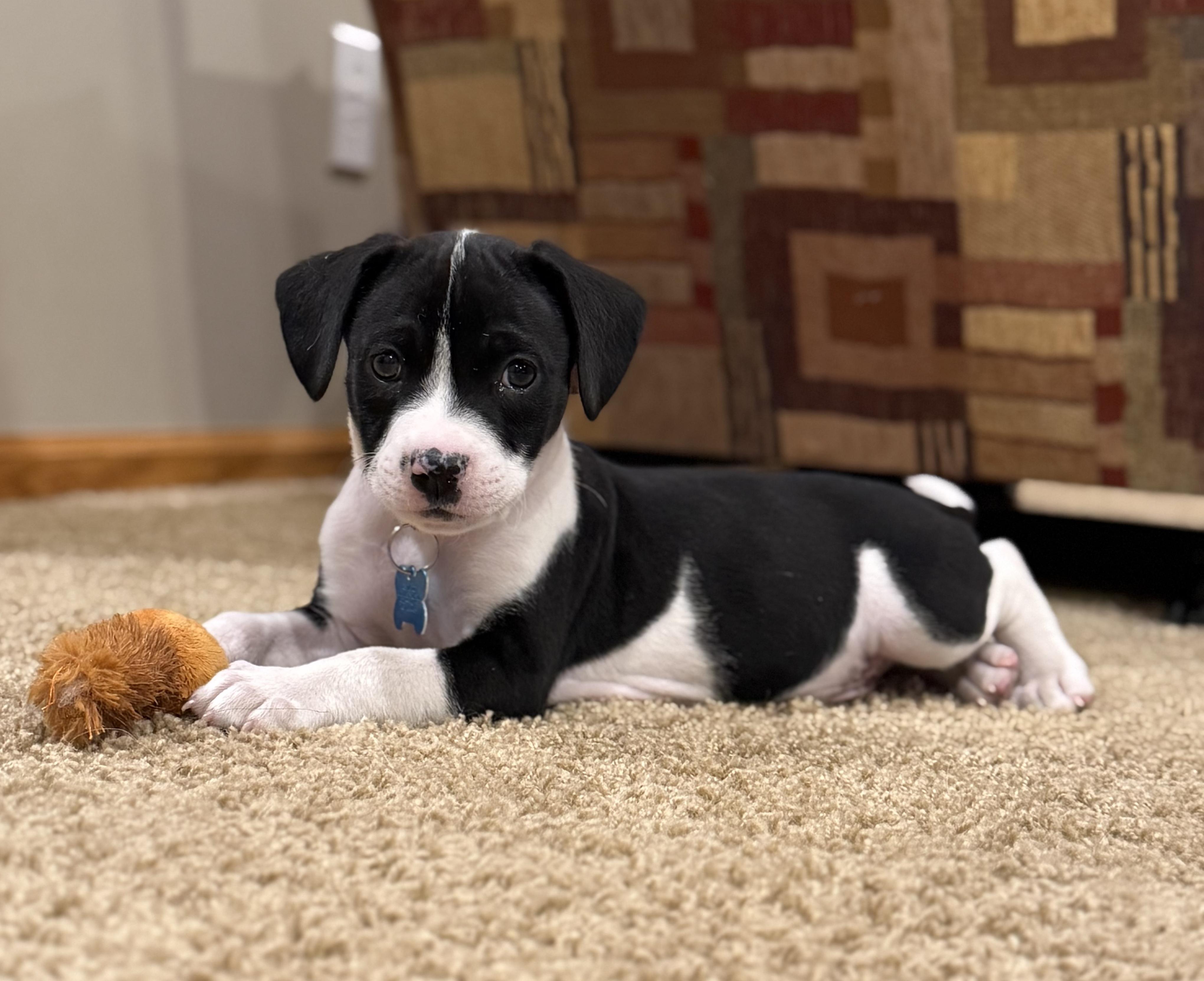 Enlarge Enzo, a Adoptable mixed breed in Minneapolis, MN image 5/6
