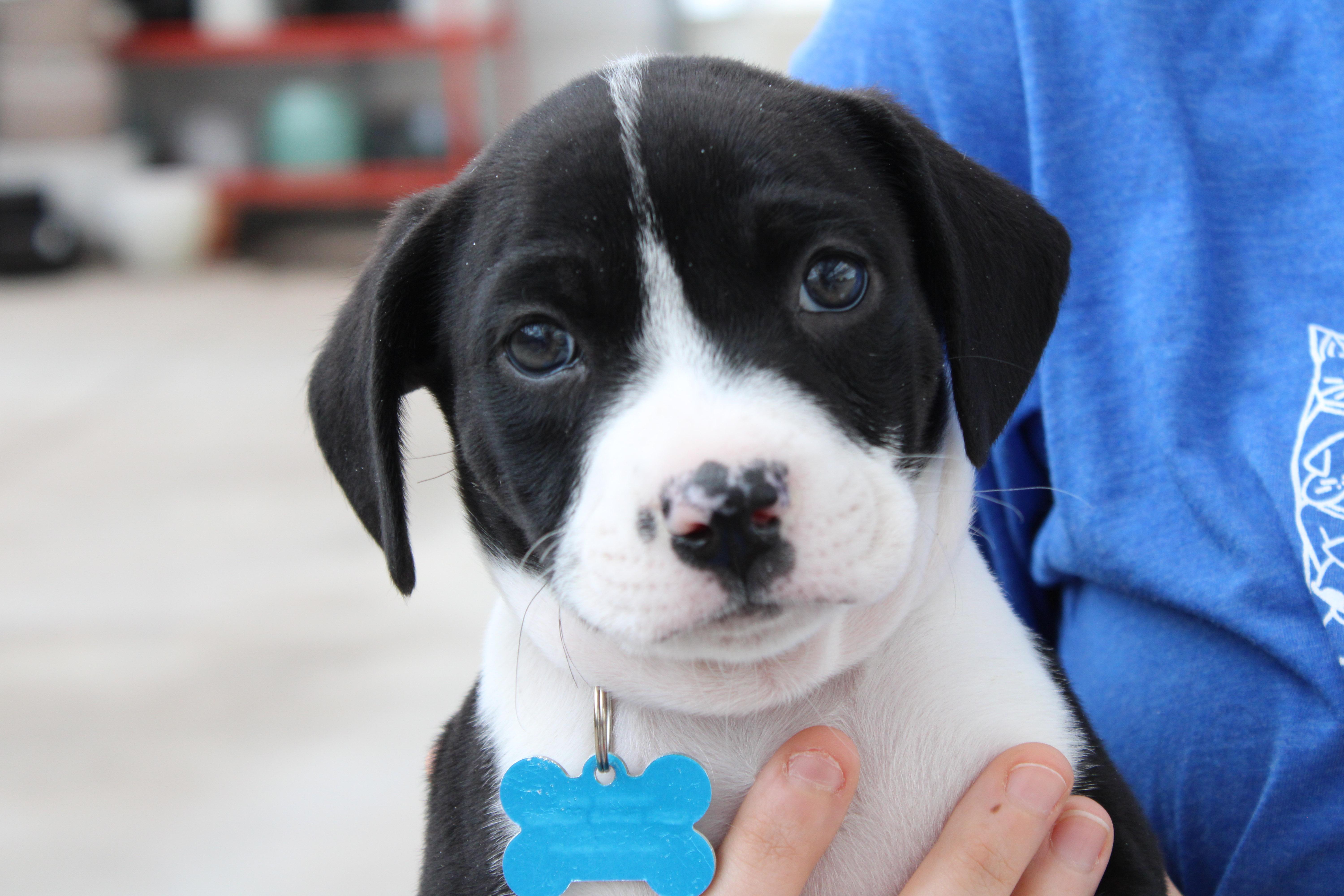 Enlarge Enzo, a Adoptable mixed breed in Minneapolis, MN image 3/6