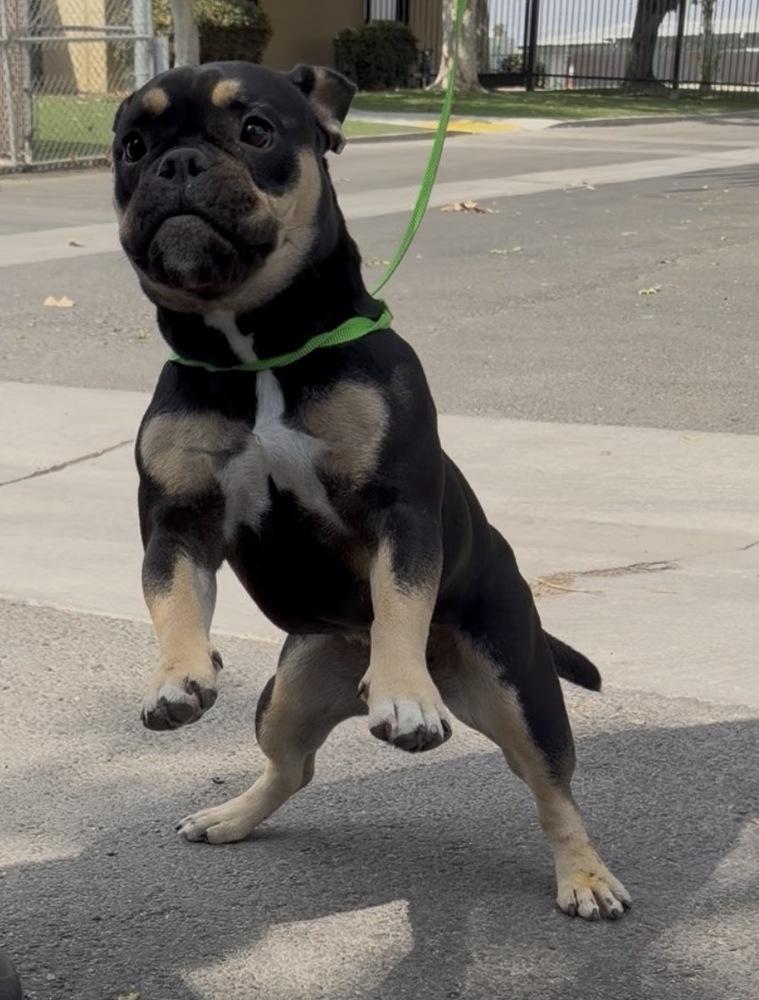 Prudence, Adoptable, Young Female French Bulldog & Rottweiler.