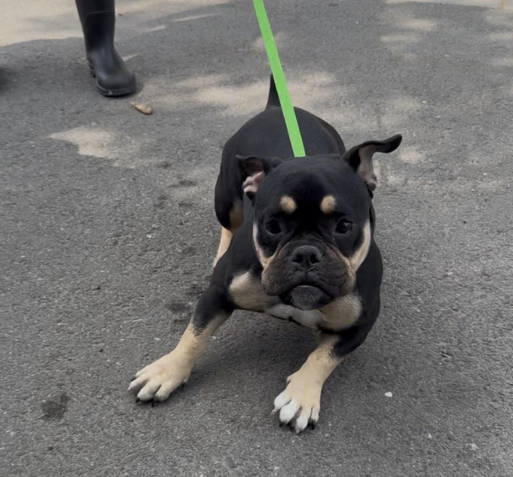 Enlarge Prudence, a Adoptable mixed breed in ventura, CA image 2/2