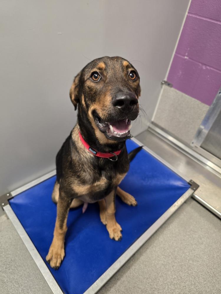 Vuitton, Adoptable, Adult Male German Shepherd Dog & Doberman Pinscher.