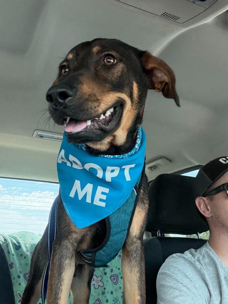 Enlarge Vuitton, a Adoptable mixed breed in Wellington, KS image 2/5