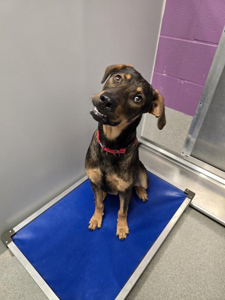 Enlarge Vuitton, a Adoptable mixed breed in Wellington, KS image 3/5