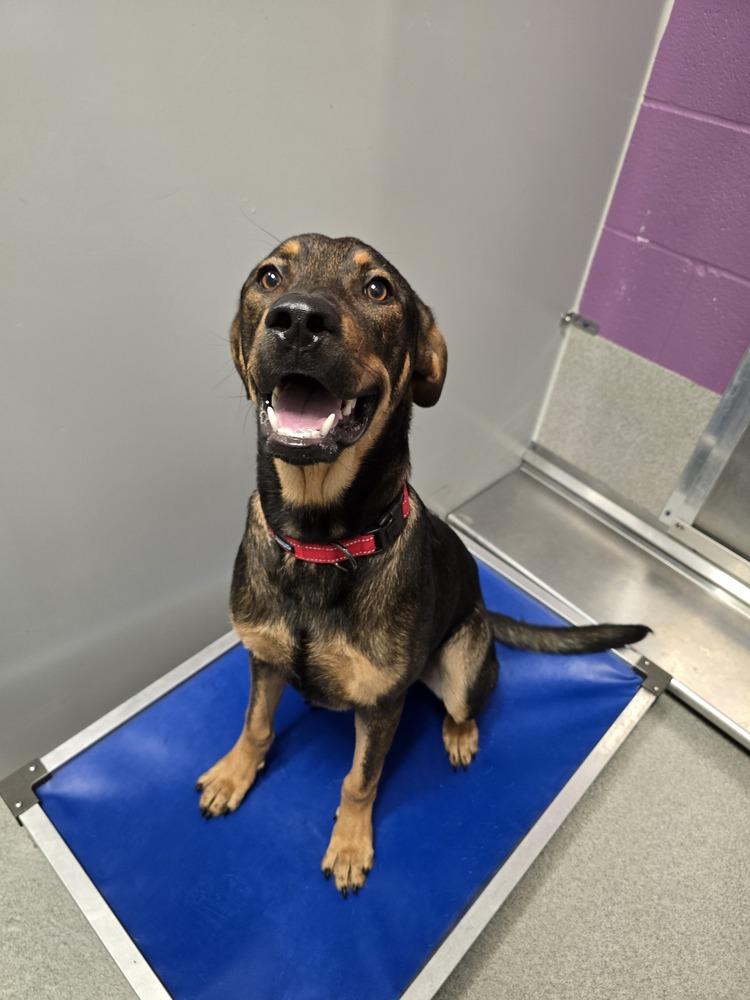Enlarge Vuitton, a Adoptable mixed breed in Wellington, KS image 4/5