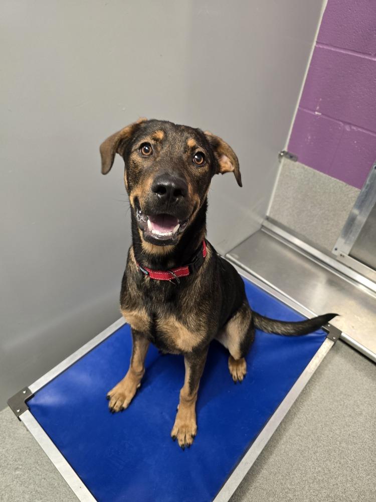 Enlarge Vuitton, a Adoptable mixed breed in Wellington, KS image 5/5