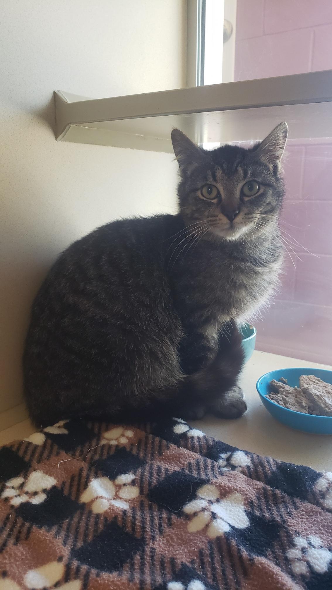 Thatcher, Young Male Domestic Long Hair