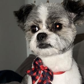 Enlarge Oreo, an adopted Shih Tzu in Boca Raton, FL image 2/3