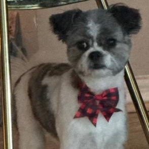 Enlarge Oreo, an adopted Shih Tzu in Boca Raton, FL image 1/3