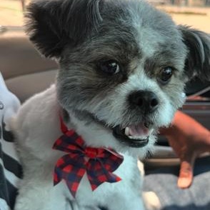 Enlarge Oreo, an adopted Shih Tzu in Boca Raton, FL image 3/3