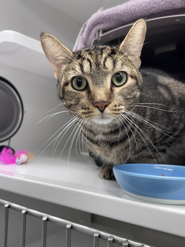 Critter, Adoptable, Adult Male Domestic Short Hair.