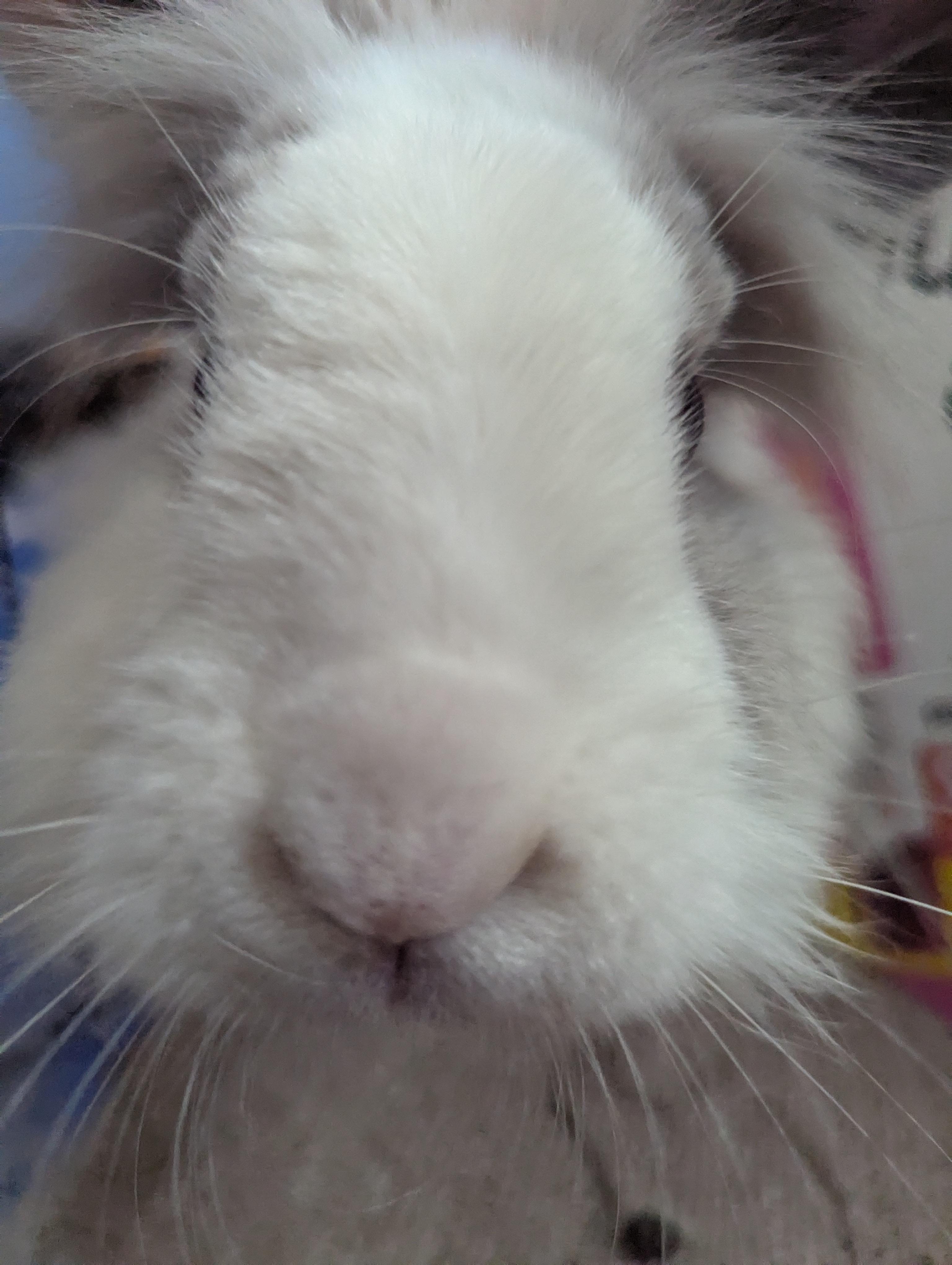 Enlarge Benny (courtesy listing), a Adopted Bunny Rabbit in Albuquerque, NM image 5/6