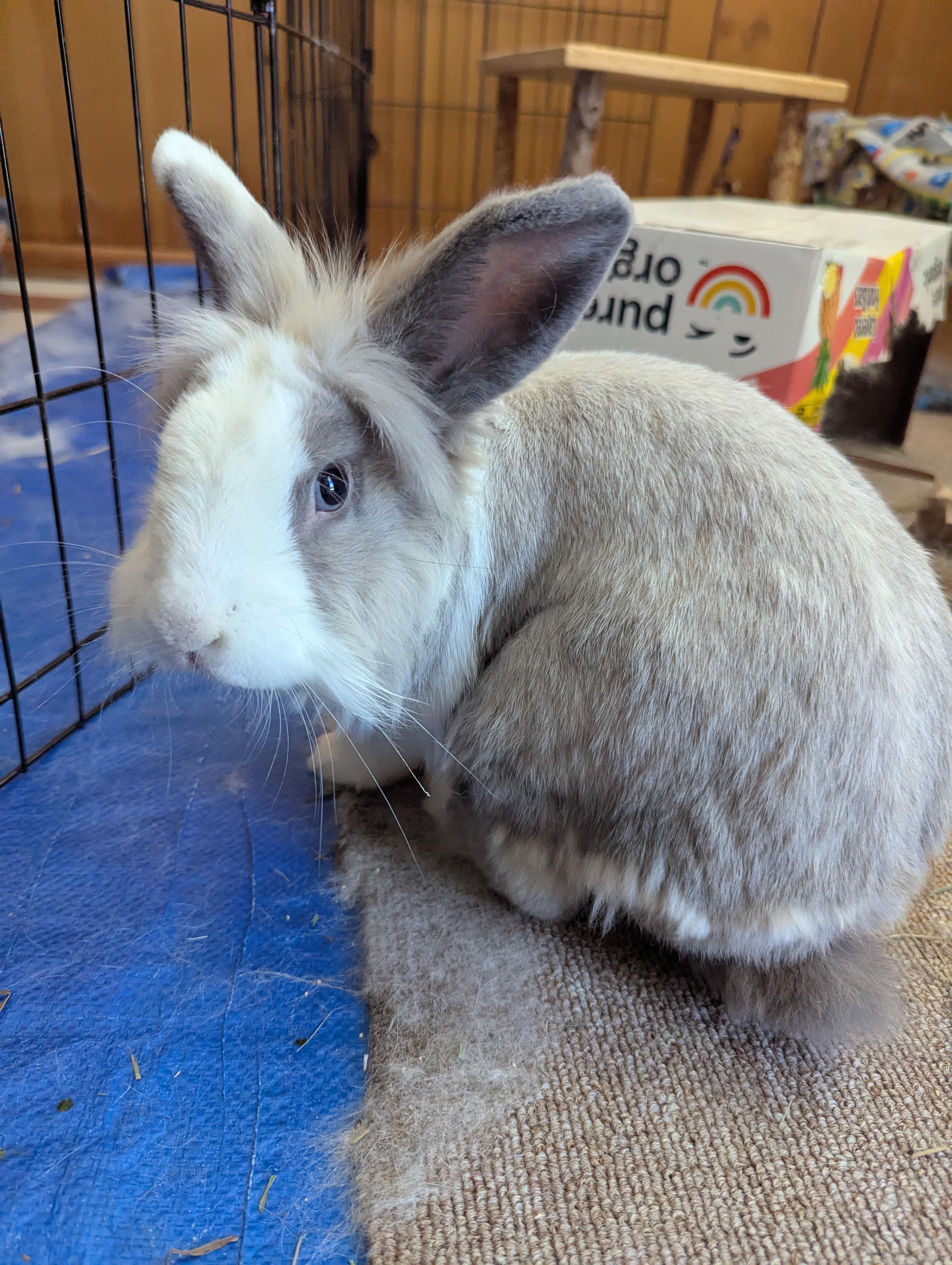 Enlarge Benny (courtesy listing), a Adopted Bunny Rabbit in Albuquerque, NM image 3/6