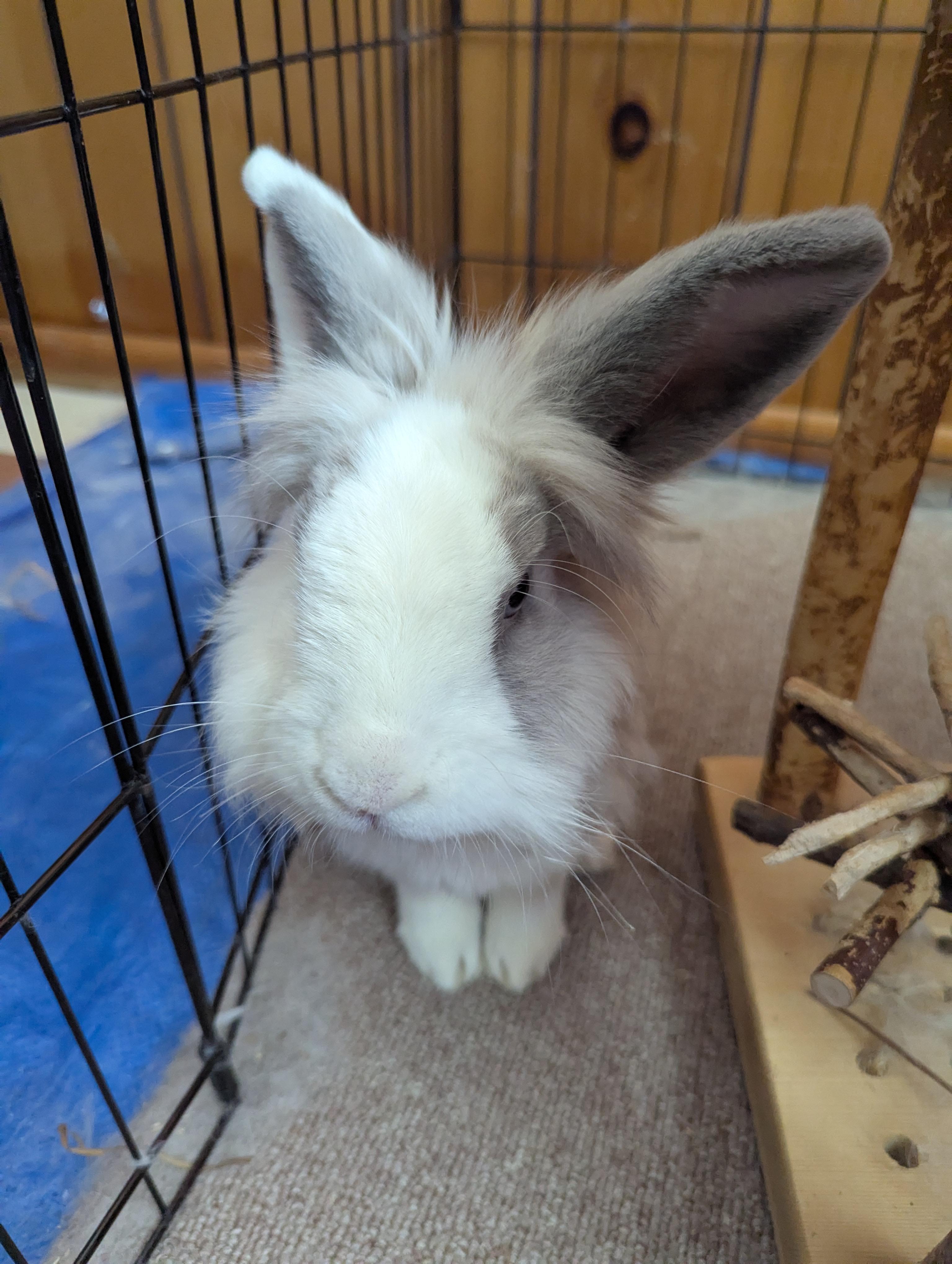 Enlarge Benny (courtesy listing), a Adopted Bunny Rabbit in Albuquerque, NM image 6/6