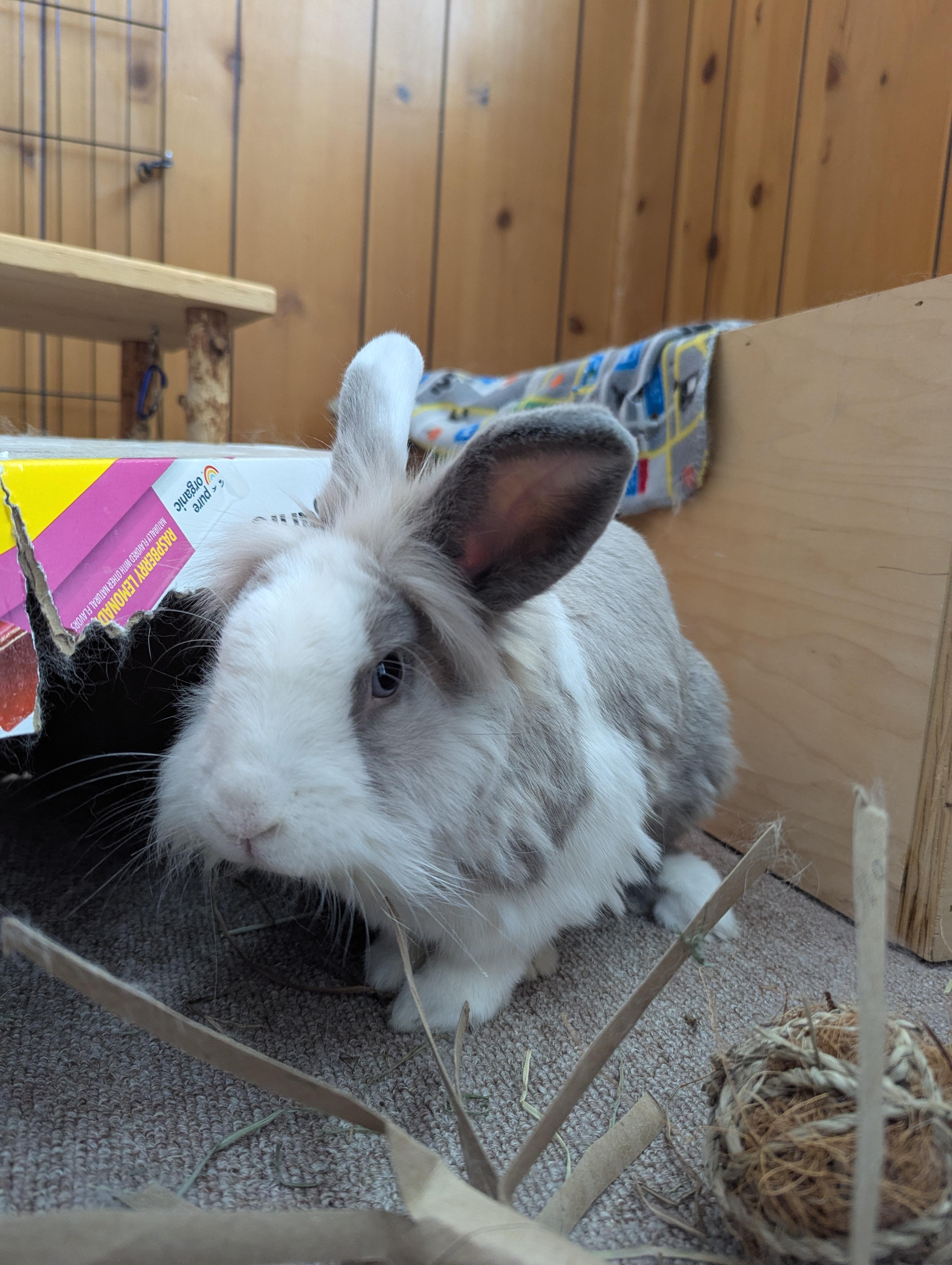 Enlarge Benny (courtesy listing), a Adopted Bunny Rabbit in Albuquerque, NM image 1/6