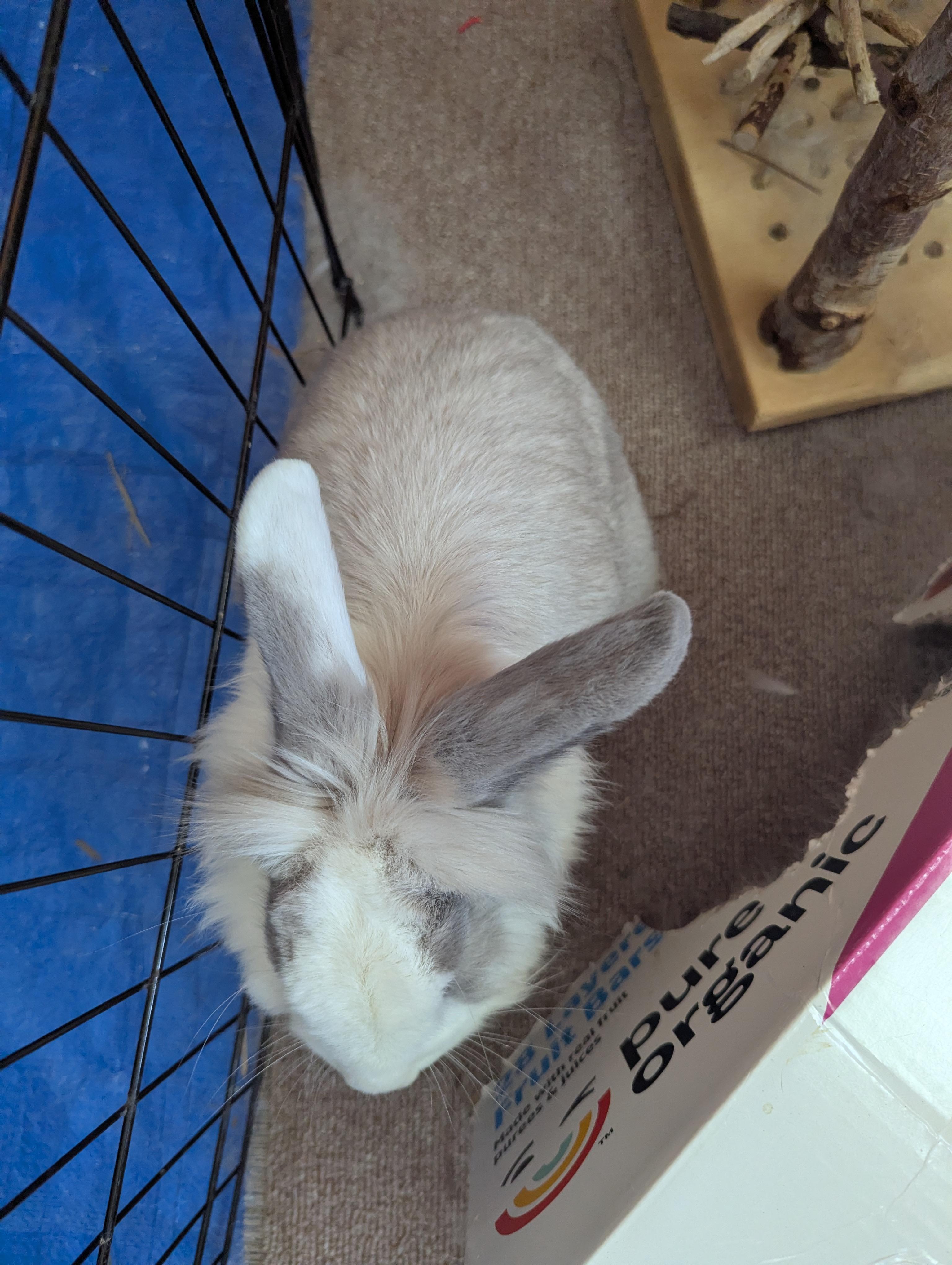 Enlarge Benny (courtesy listing), a Adopted Bunny Rabbit in Albuquerque, NM image 4/6
