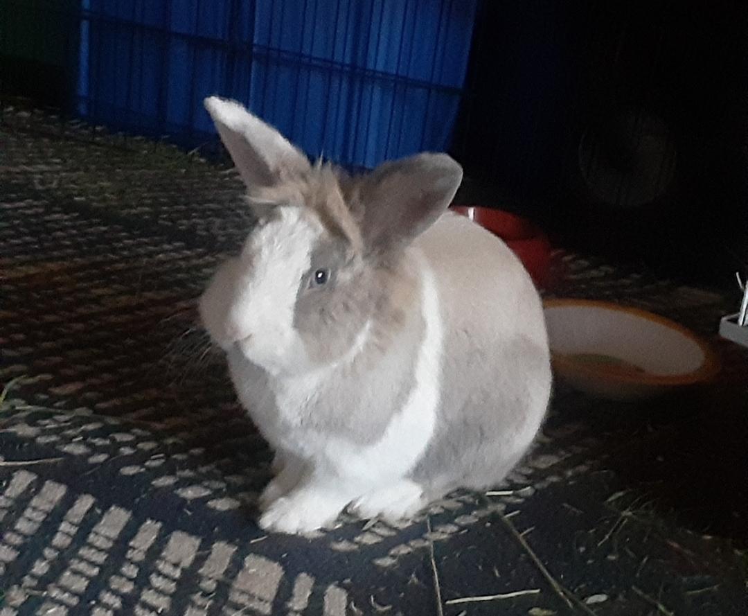 Enlarge Benny (courtesy listing), a Adopted Bunny Rabbit in Albuquerque, NM image 2/6