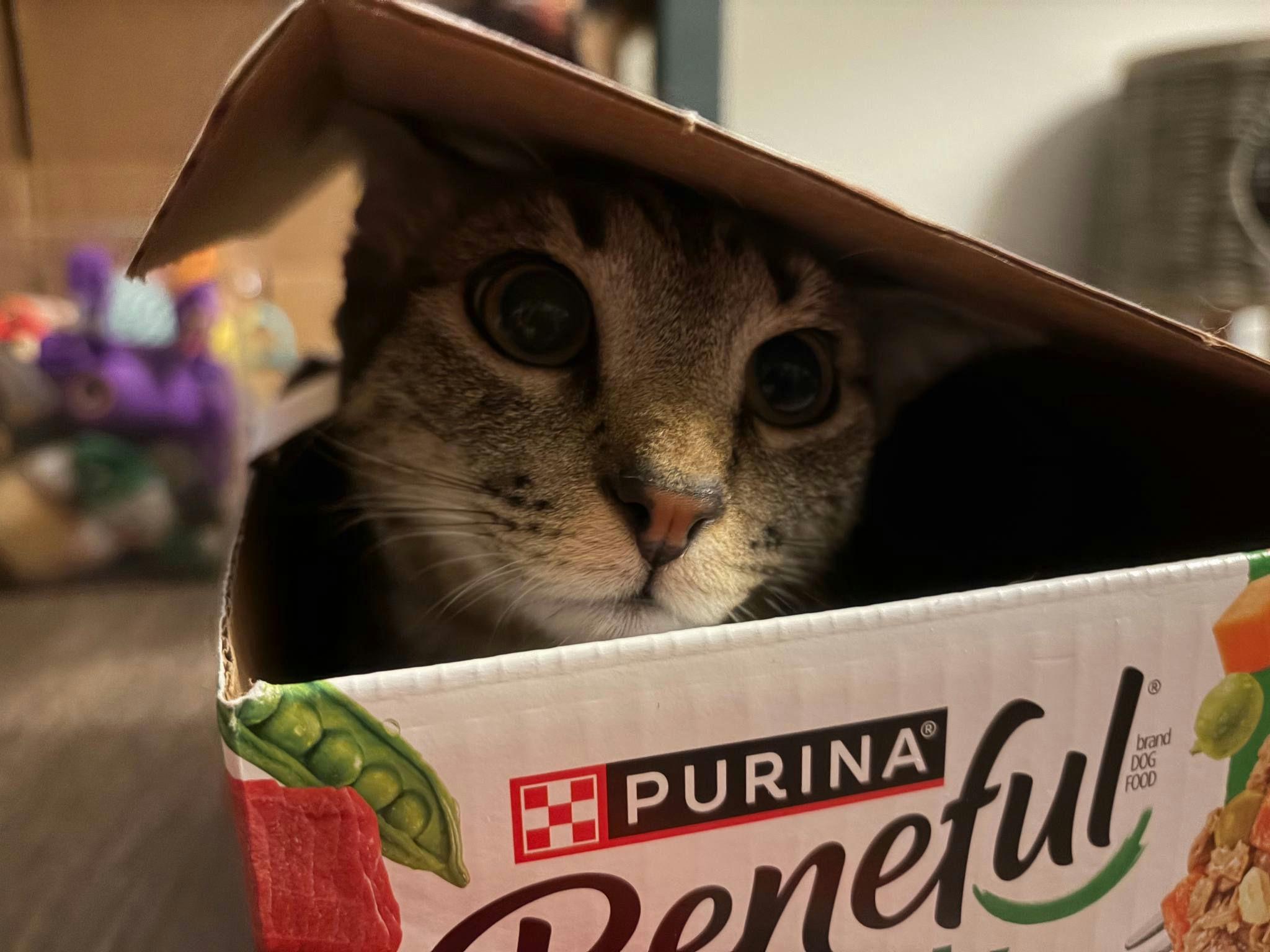 Enlarge Buckle Bunny, a Adoptable Domestic Short Hair in Houston, TX image 2/6