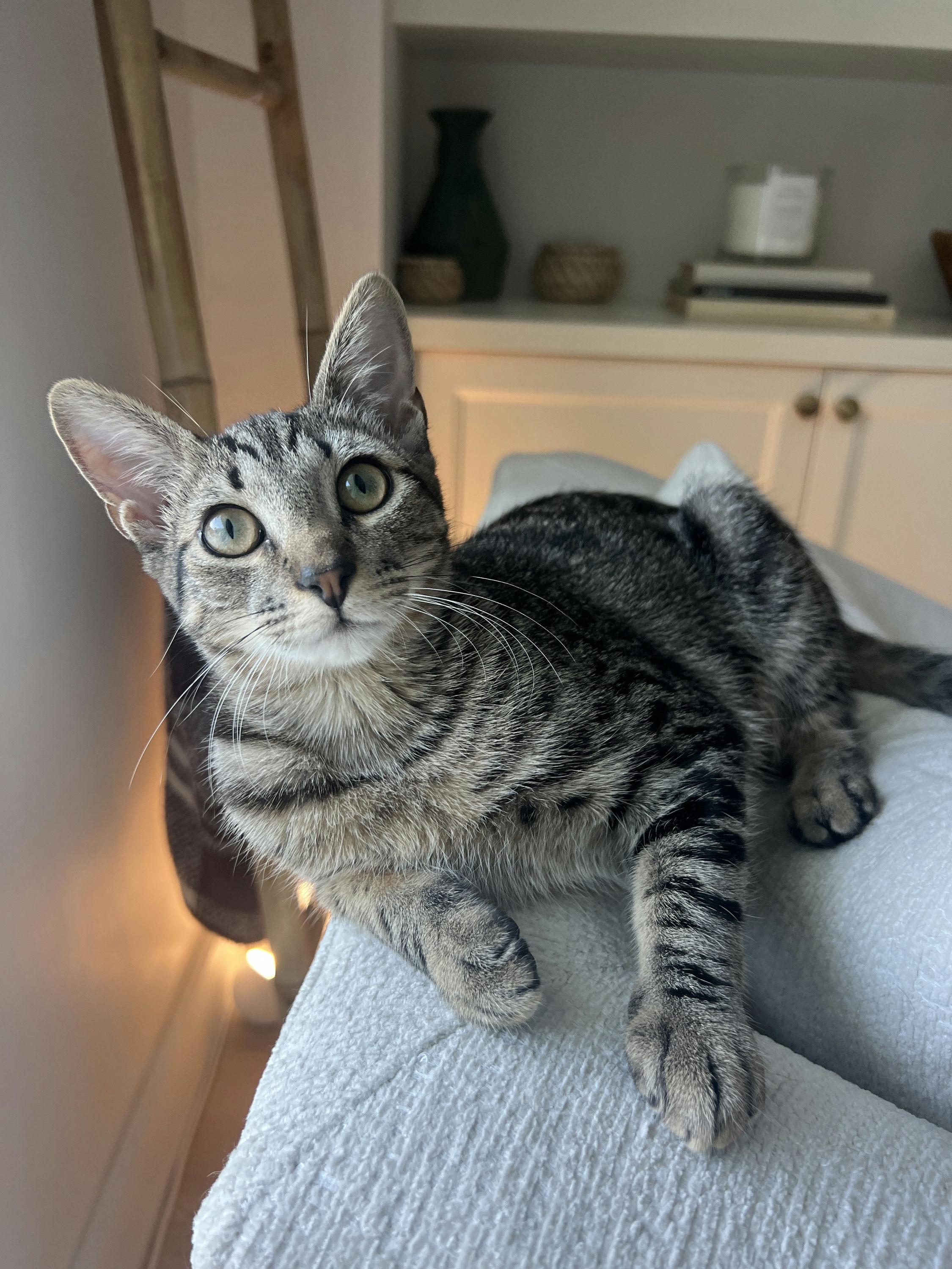 Enlarge Buckle Bunny, a Adoptable Domestic Short Hair in Houston, TX image 3/6