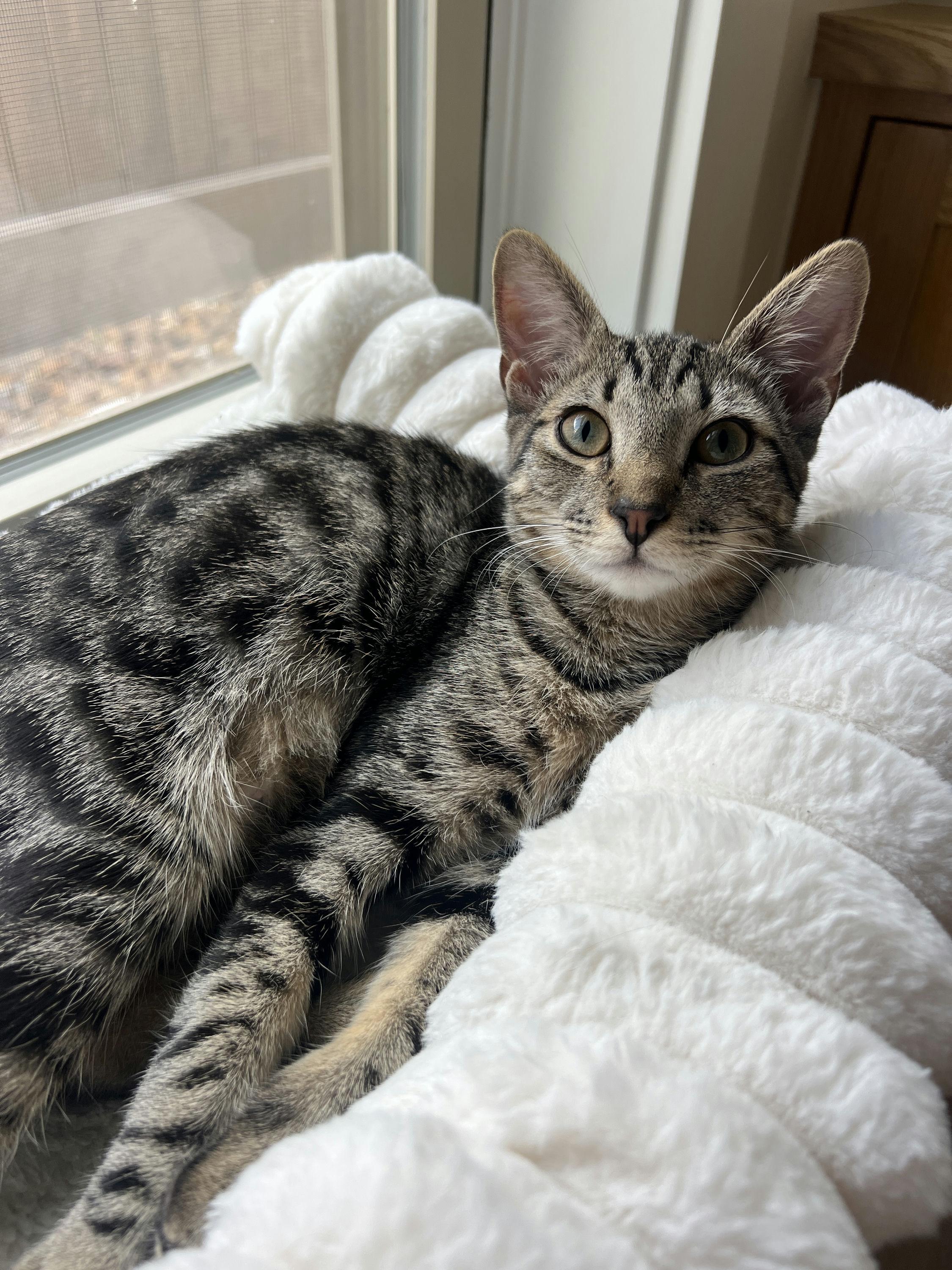 Enlarge Buckle Bunny, a Adoptable Domestic Short Hair in Houston, TX image 6/6
