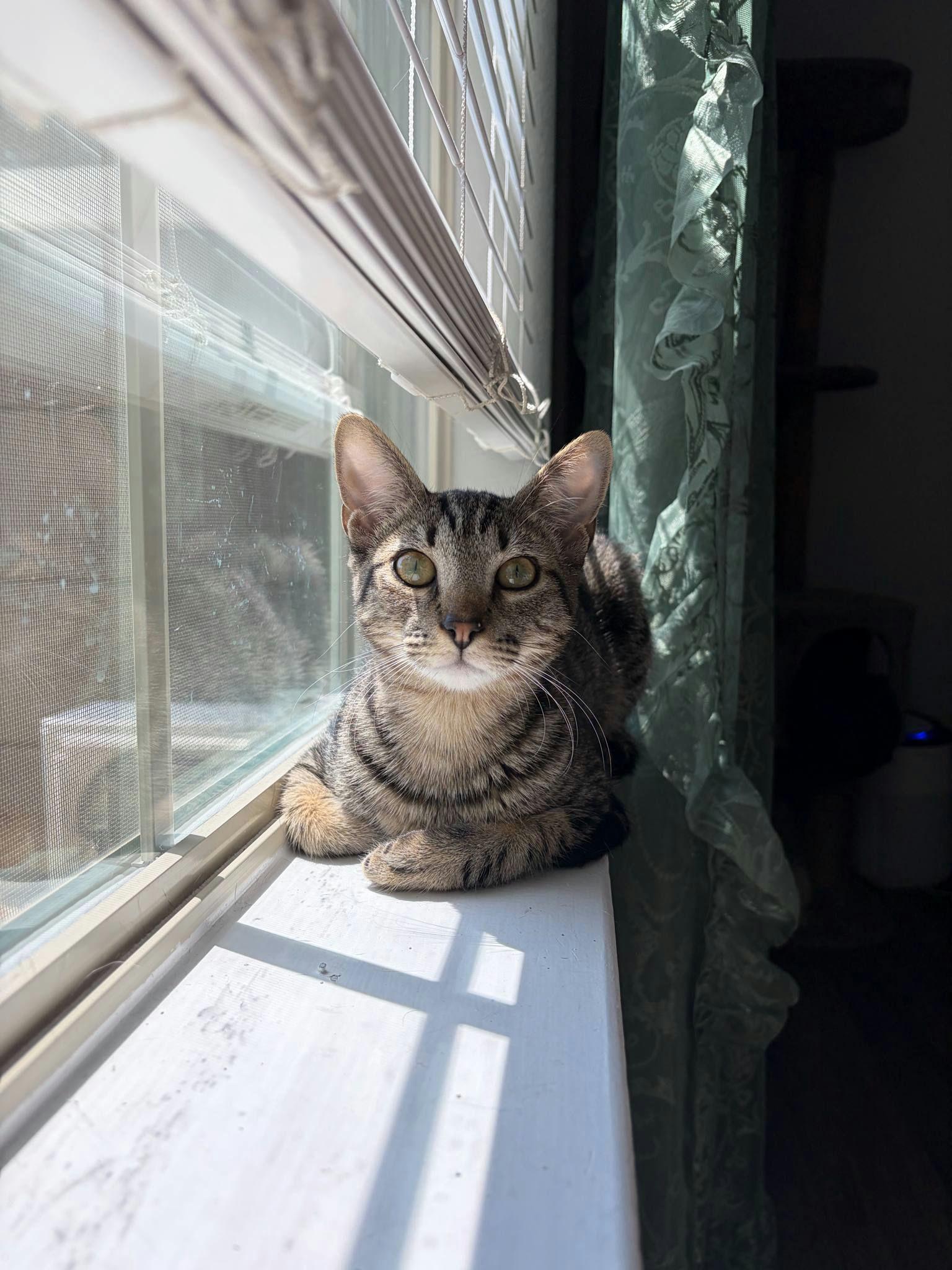 Buckle Bunny, Adoptable, Kitten Female Domestic Short Hair.