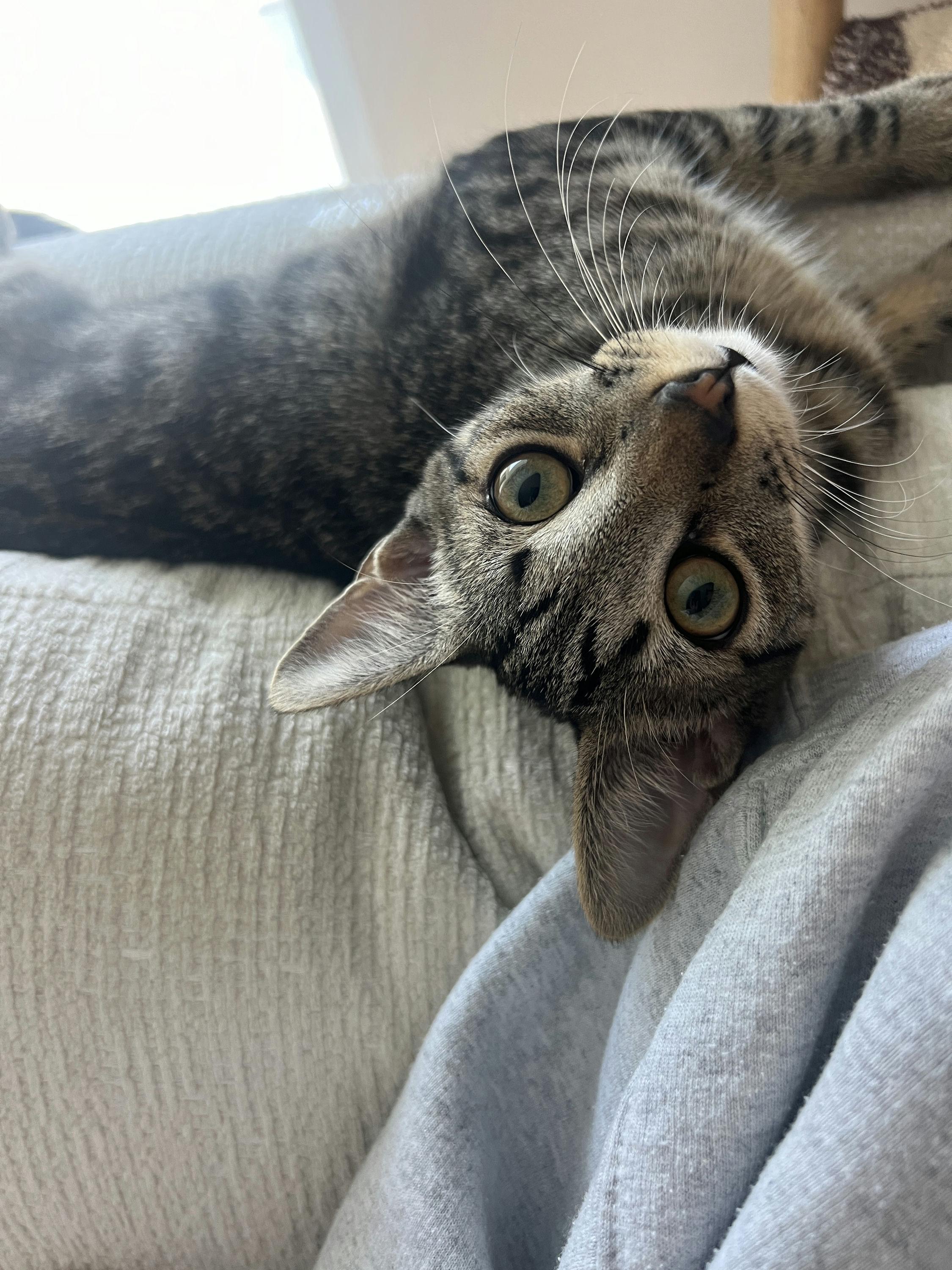 Enlarge Buckle Bunny, a Adoptable Domestic Short Hair in Houston, TX image 4/6