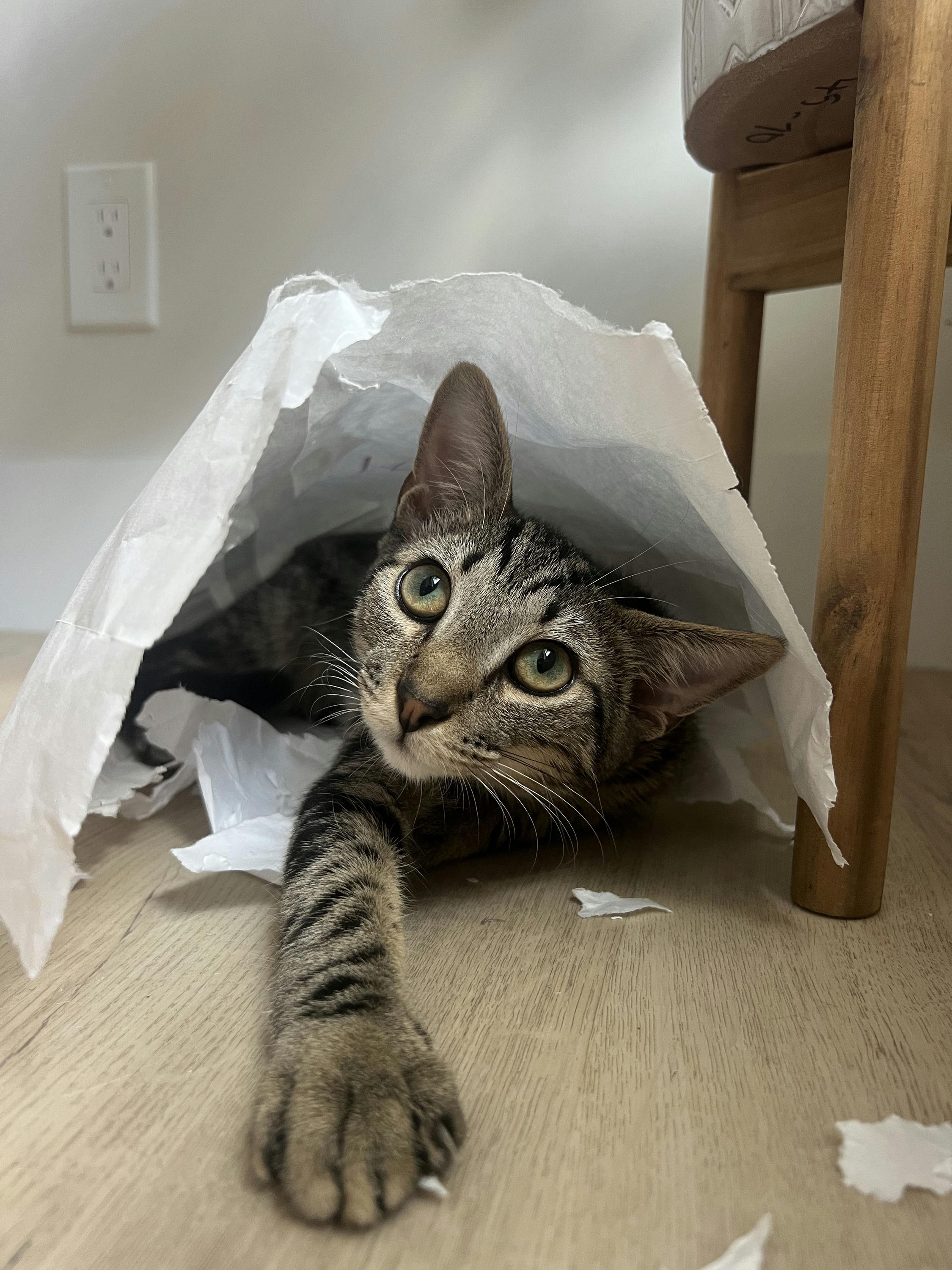 Enlarge Buckle Bunny, a Adoptable Domestic Short Hair in Houston, TX image 5/6