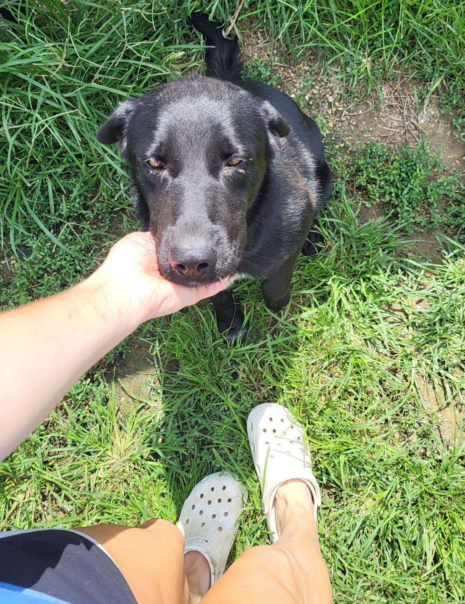 Deputy, a ADOPTABLE Labrador Retriever in Petersburg, IN image 2/3