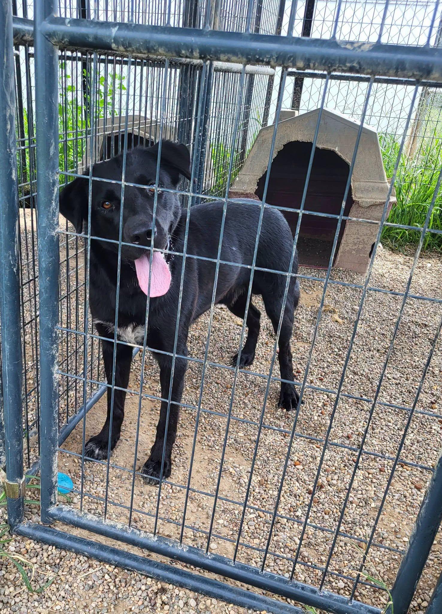 Deputy, a ADOPTABLE Labrador Retriever in Petersburg, IN image 3/3