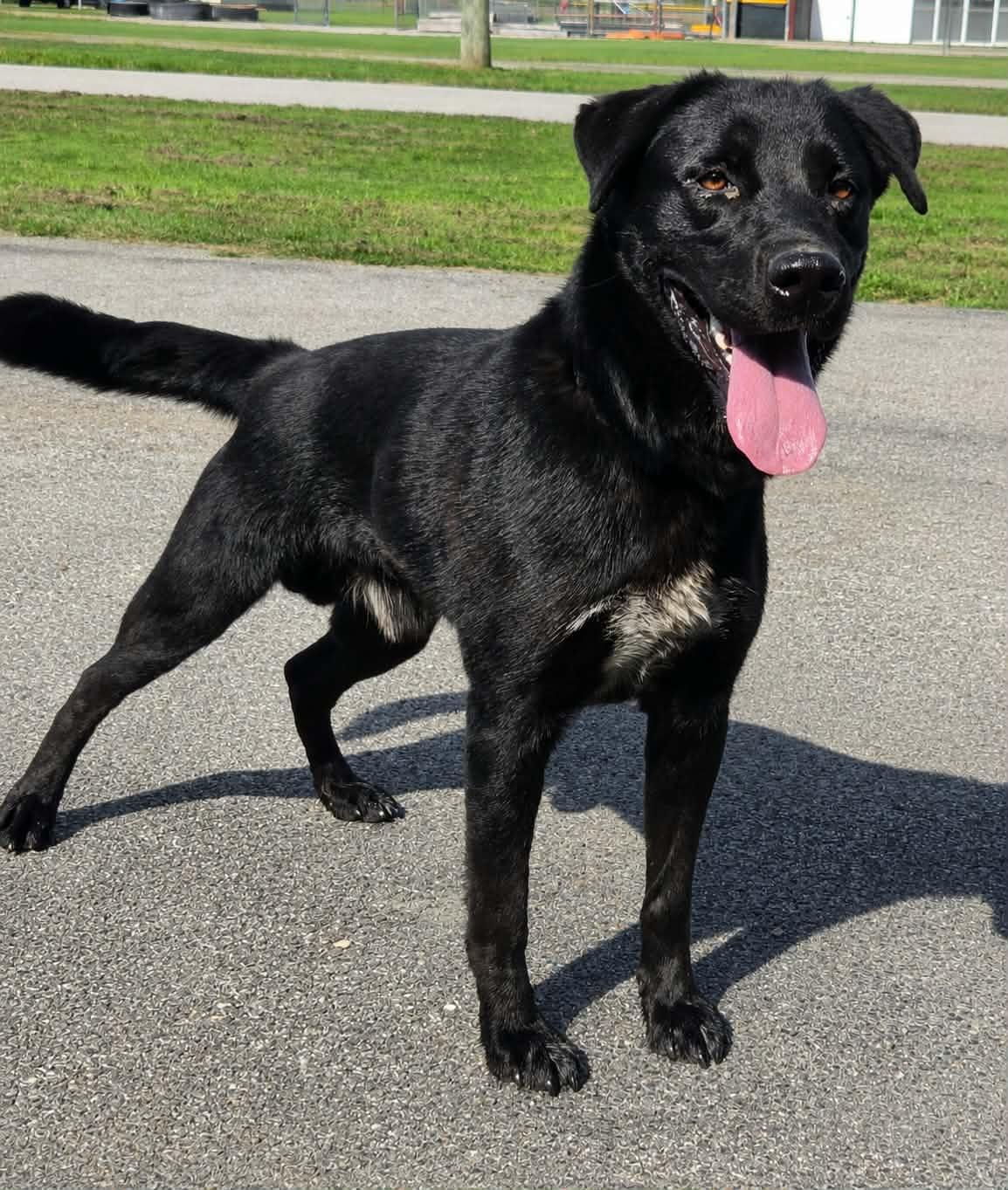 Deputy, ADOPTABLE, Adult Male Labrador Retriever.