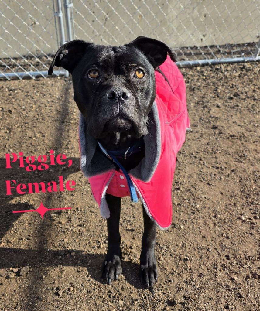 Piggie 26-9524, Adoptable, Adult Female Cane Corso & Labrador Retriever.