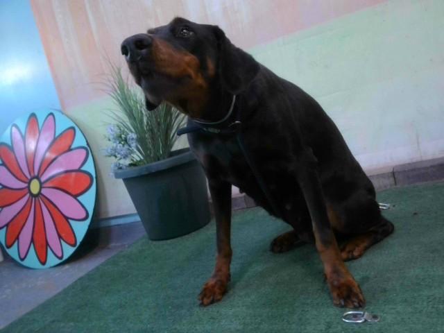 Enlarge LILITH, a Adoptable mixed breed in Baldwin Park, CA image 1/1