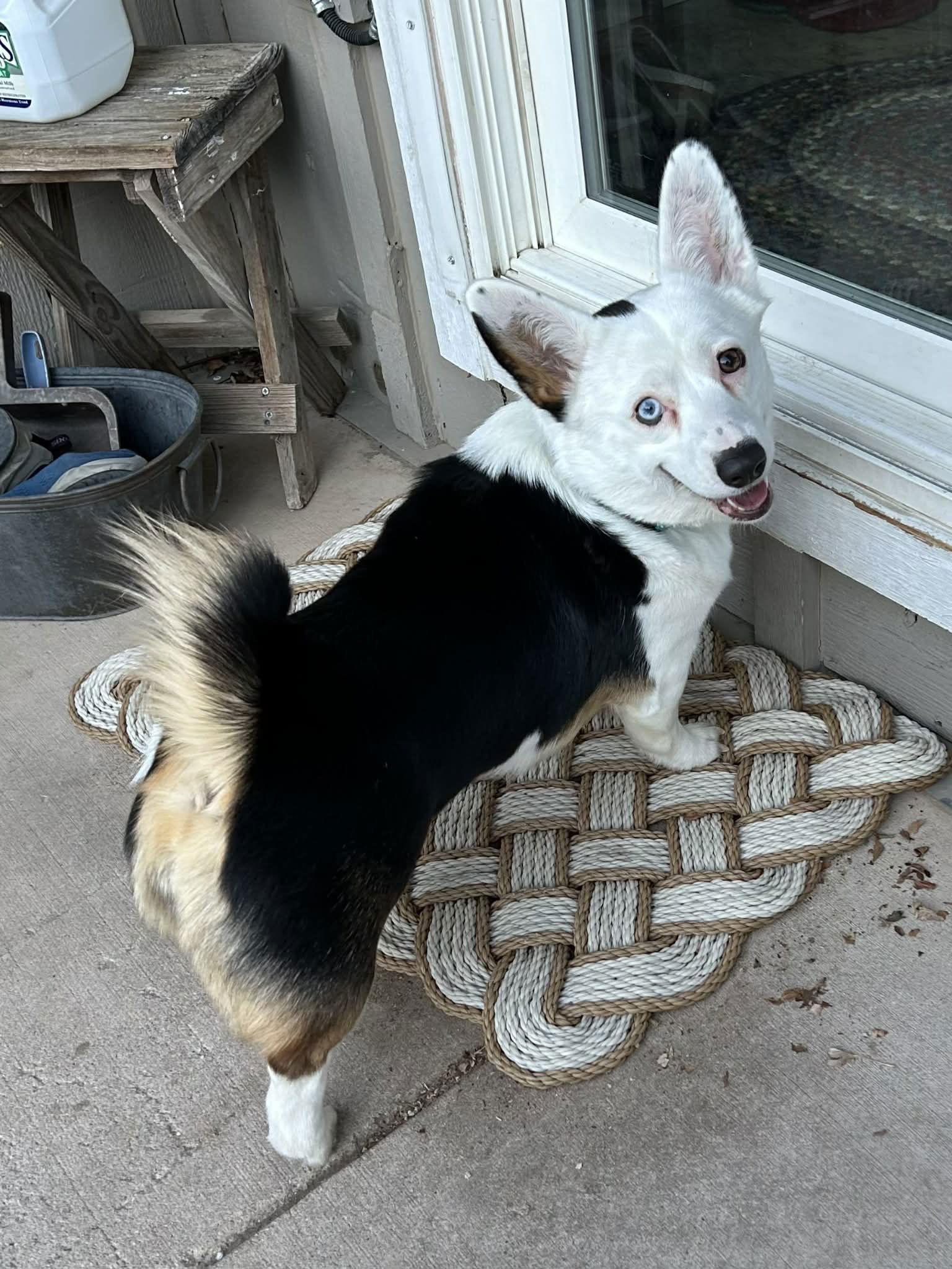 Enlarge Reyna, a Adopted Corgi in Denver, CO image 1/3