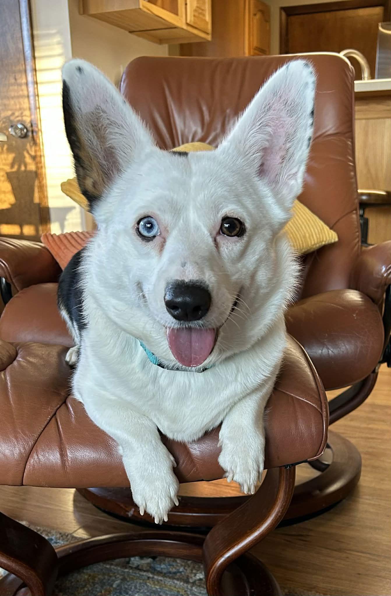 Enlarge Reyna, a Adopted Corgi in Denver, CO image 3/3