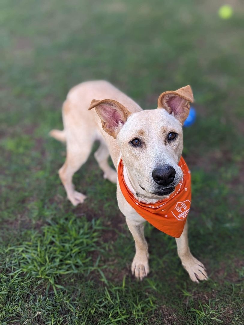 Enlarge Leeland, a Adoptable mixed breed in Houston, TX image 5/7