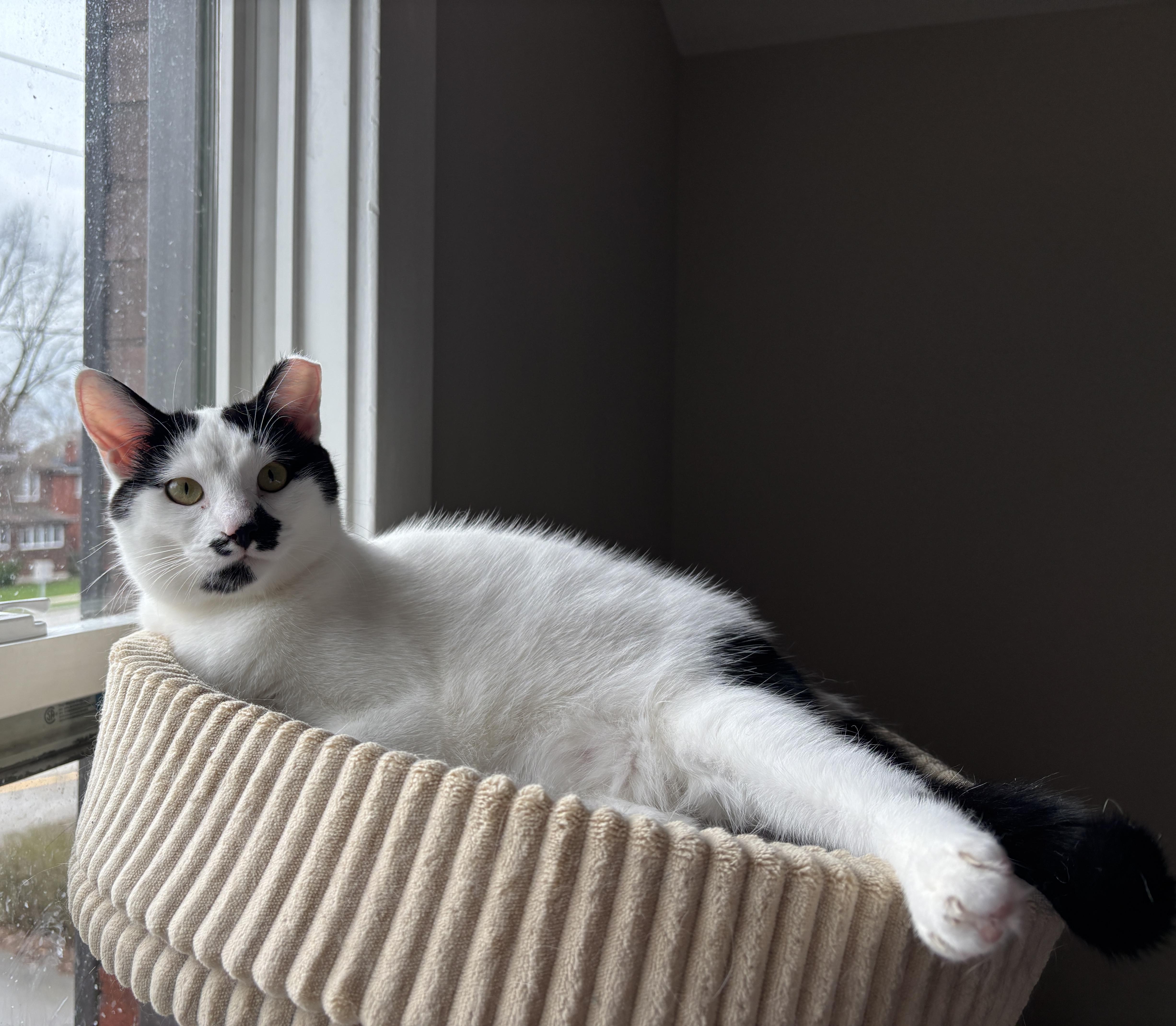 Enlarge ASPEN, a ADOPTABLE Domestic Short Hair in Shakespeare, ON image 3/4