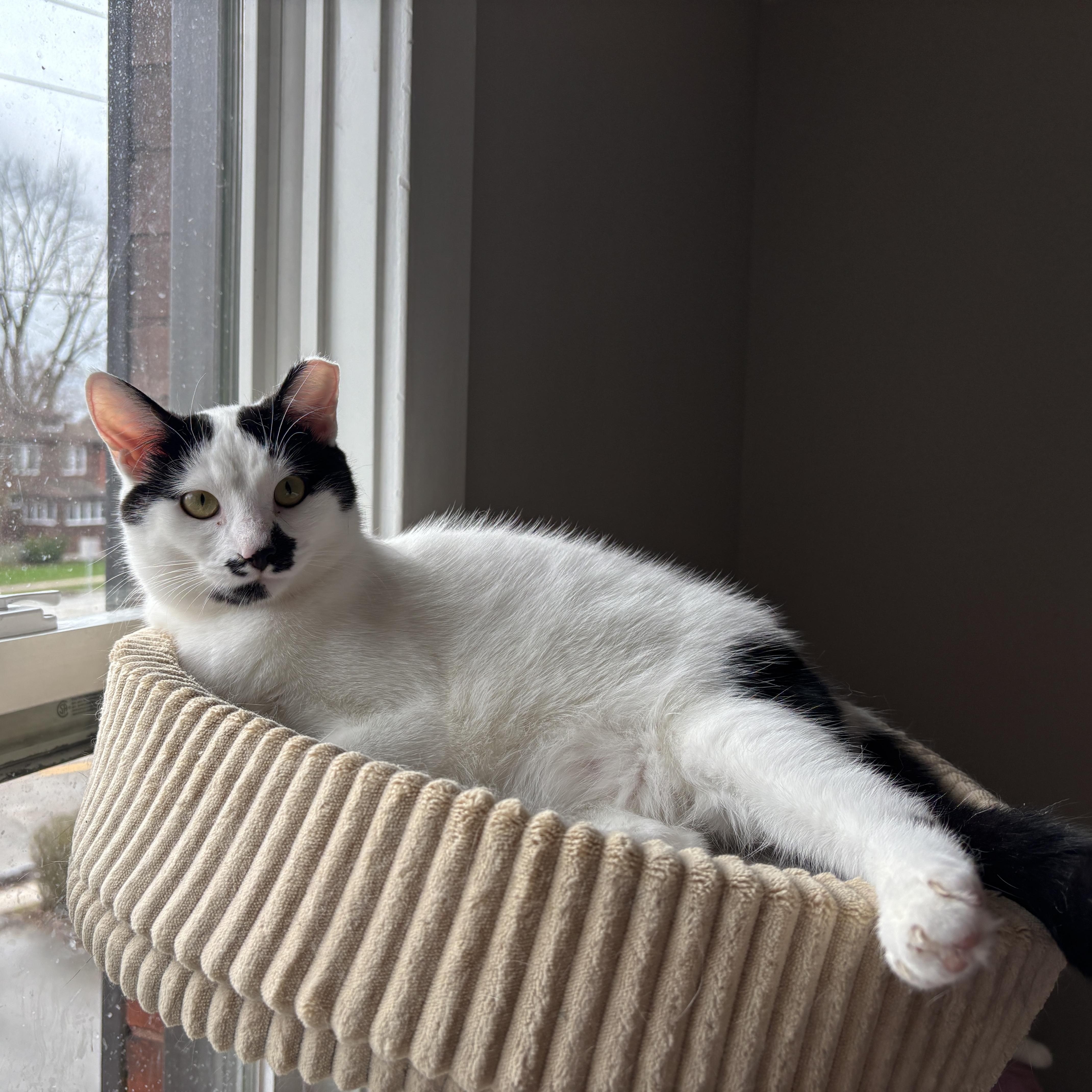 ASPEN, ADOPTABLE, Young Female Domestic Short Hair.