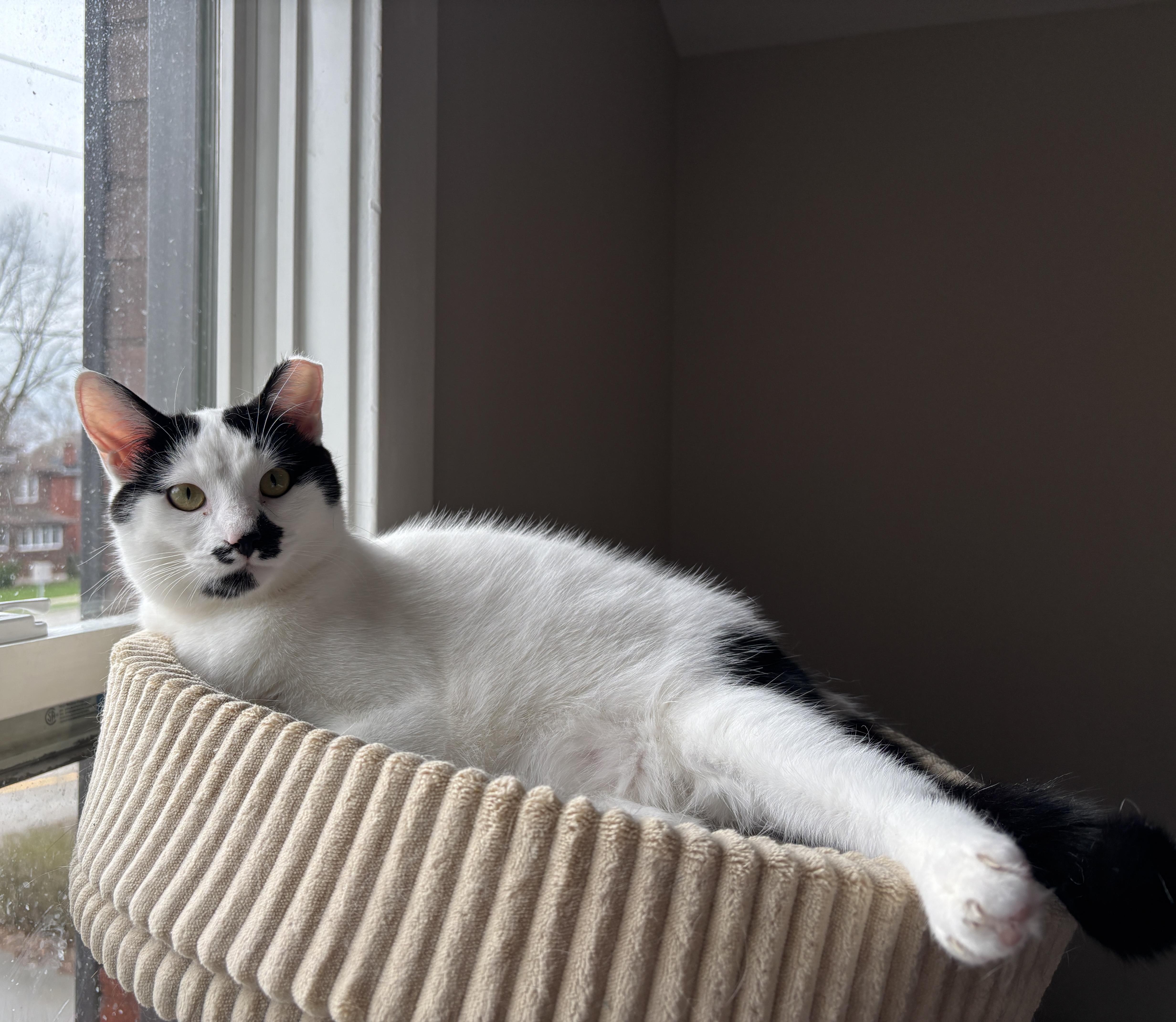 Enlarge ASPEN, a ADOPTABLE Domestic Short Hair in Shakespeare, ON image 2/4