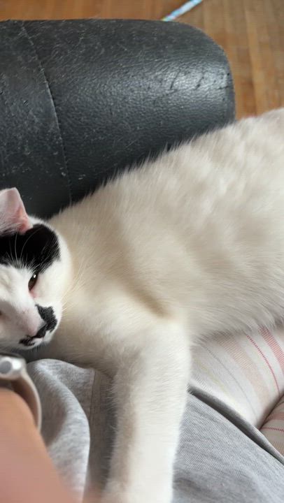 Enlarge ASPEN, a ADOPTABLE Domestic Short Hair in Shakespeare, ON video 4/4