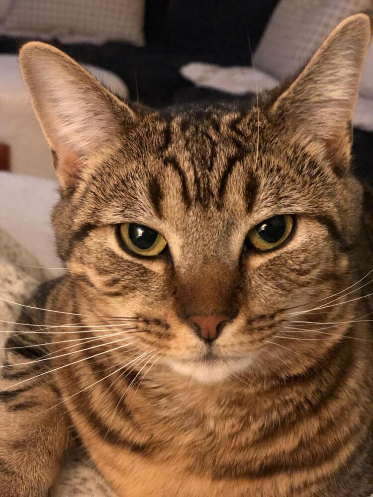 Quinn, Adoptable, Adult Female Tabby.